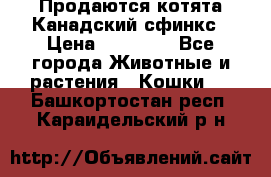 Продаются котята Канадский сфинкс › Цена ­ 15 000 - Все города Животные и растения » Кошки   . Башкортостан респ.,Караидельский р-н